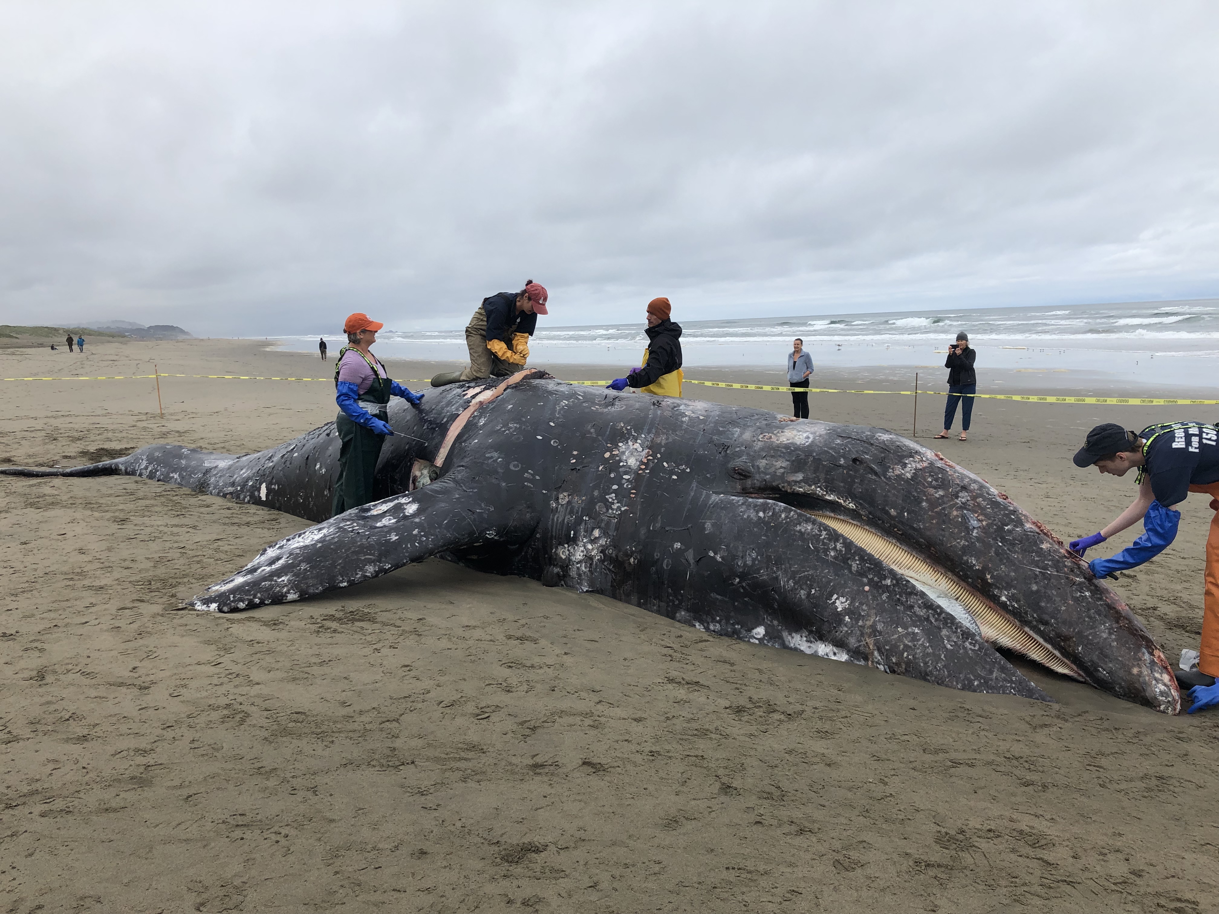 San Francisco Bay, Marine Ecosystem, Wildlife & Estuaries