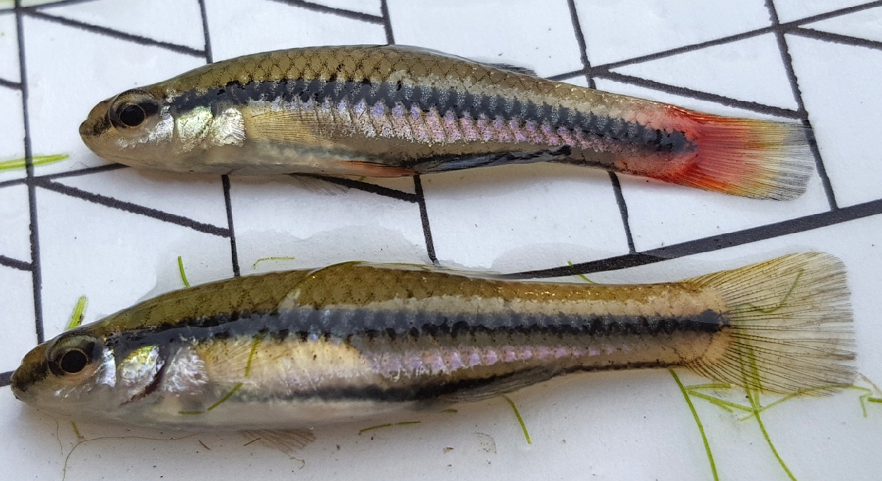 Yet another non-native aquatic species may have made itself at home in the  Delta. – Estuary News Magazine