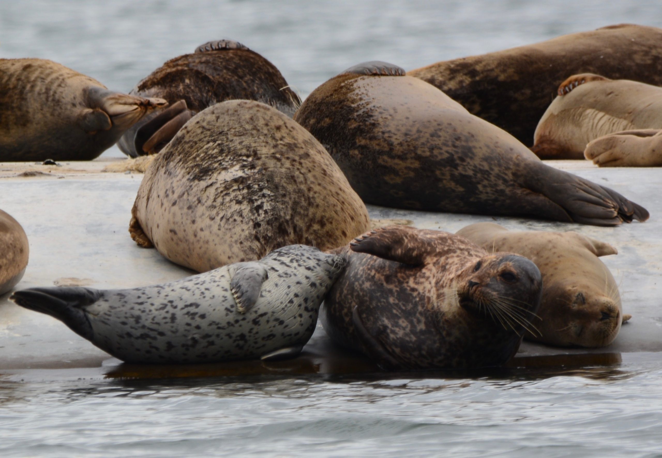 Harbor Seal Monitoring in the San Francisco Bay Area (U.S.