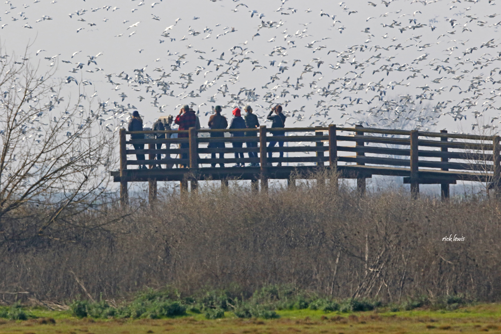 Photo of bird watchers by Rick Lewis