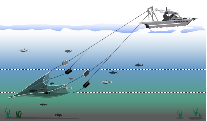 Fish monitoring surveys in the San Francisco Estuary net different