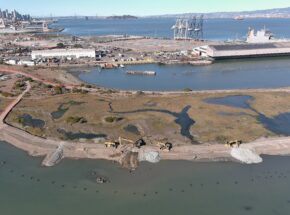 Construction of groins and headlands at Heron's Head in November 2022. Photo: Port of SF
